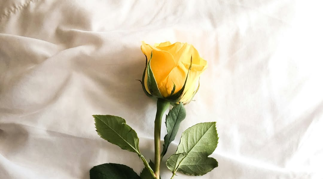 yellow rose laid on bed
