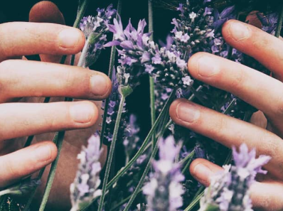 a hands touching a lavender flowers