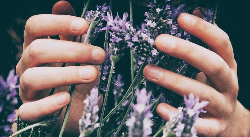 a hands touching a lavender flowers