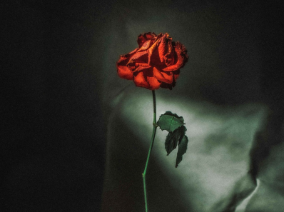 one stem of red rose