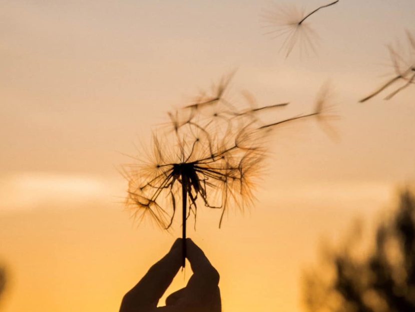 sunset dust
