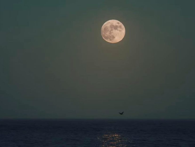 Moonbeam
