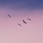 The quiet kind of joy