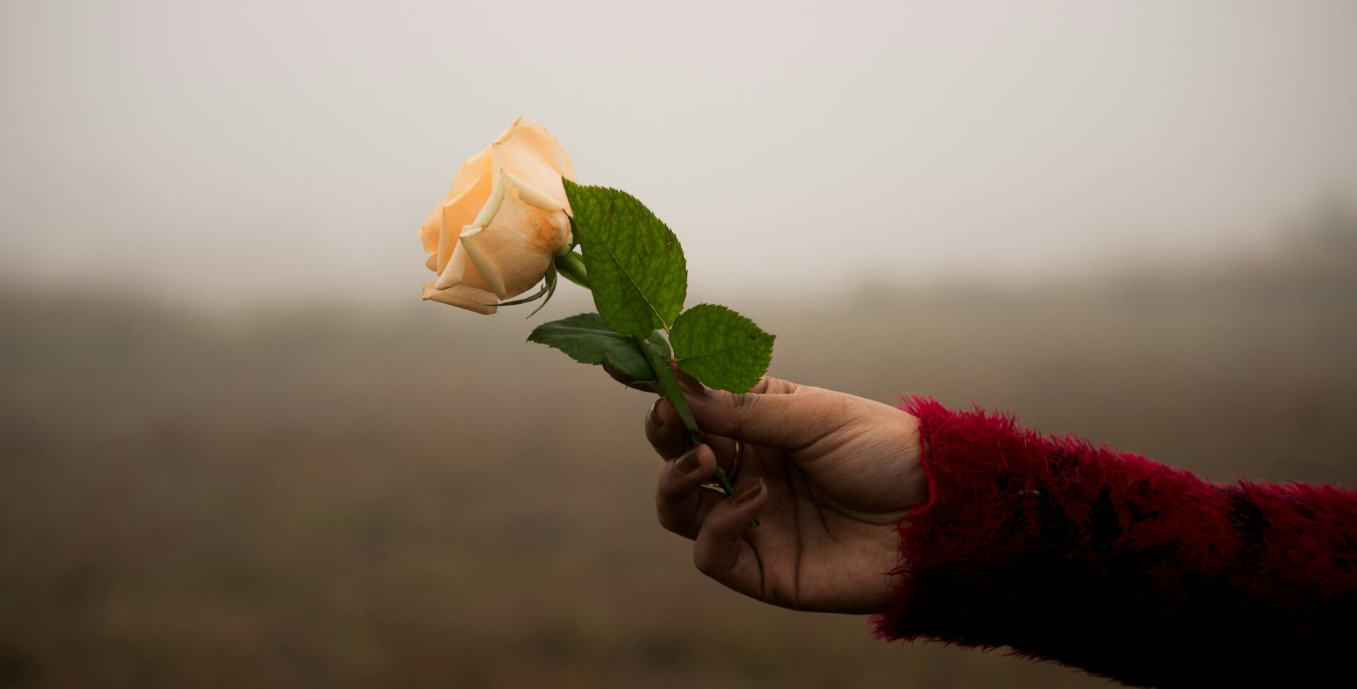 woman holding white rose